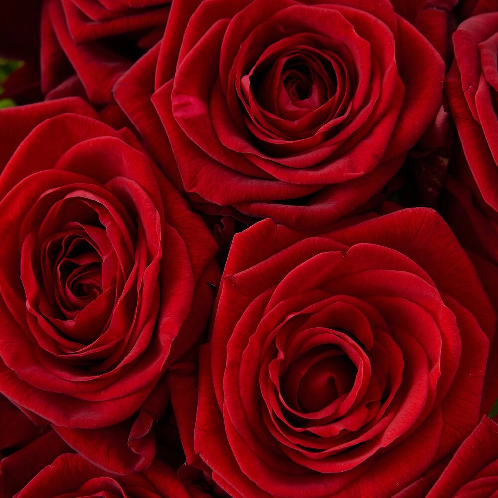 Роскошный букет из 21 красной розы – воплощение искренних чувств Петрозаводск Республика Карелия