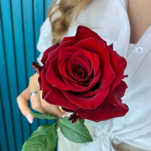 Комплимент из красной эквадорской розы – минимализм роскоши Петрозаводск Республика Карелия