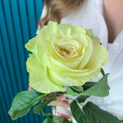 Комплимент из белой эквадорской розы – элегантность в каждом лепестке Петрозаводск Республика Карелия