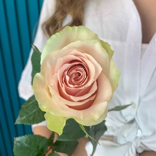 Комплимент из розовой эквадорской розы – минимализм роскоши Петрозаводск Республика Карелия