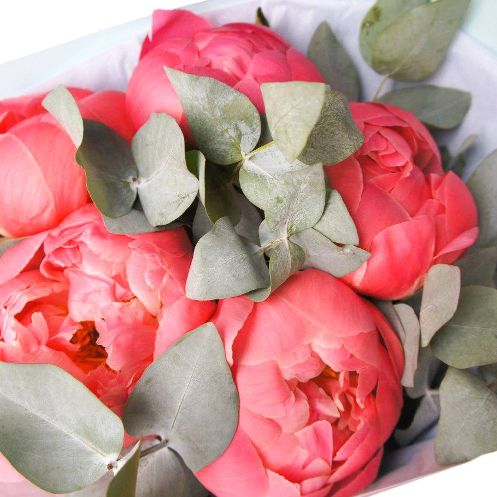 Роскошный букет из коралловых пионов с эвкалиптом – летнее очарование Петрозаводск Республика Карелия